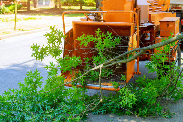 Reliable Broadview Park, FL Tree Services Solutions